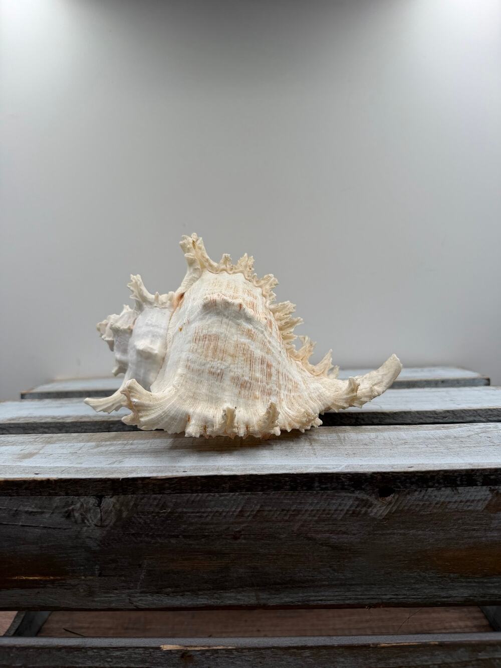 Large White Murex Shell -Natural Sea Shell- Beach Coastal Decor-Specimen Display